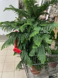 Фото флориста 1: Араукария разнолистная L (Норфолкская сосна)