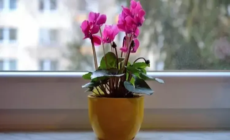 Купить горшок для цикламена