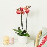 Маленькое фото 2: Орхидея оранжевая