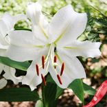Маленькое фото 2: Луковицы лилии ориентальной Касабланка
