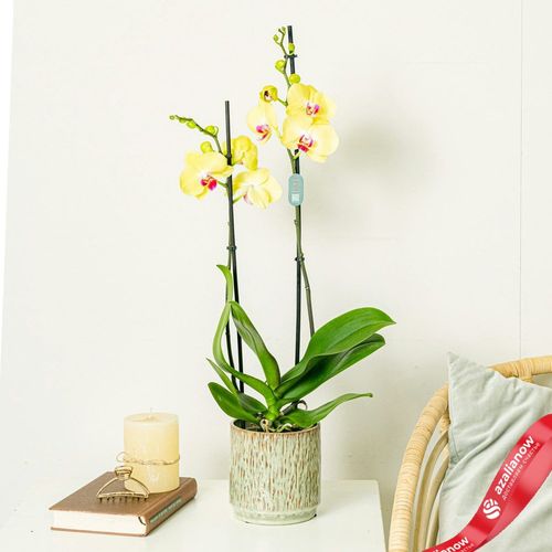 Фото 3: Орхидея желтая