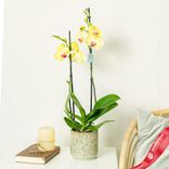 Маленькое фото 3: Орхидея желтая
