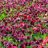 Маленькое фото 4: Луковицы ранункулюса «Виноградник»
