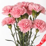Маленькое фото 5: Букет из 9 розовых гвоздик с лентой