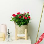 Маленькое фото 2: Роза Патио Джувел розовая