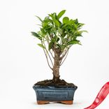 Маленькое фото 3: Бонсай Фикус ретуза 5-летний