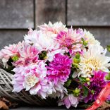 Маленькое фото 3: Георгин Брайдал Букет Микс (Bridal Bouquet Mix)