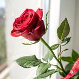 Маленькое фото 2: Роза красная, Голландия, 50см