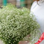 Маленькое фото 3: Букет из 5 зеленых гипсофил с зеленой лентой