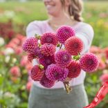 Маленькое фото 2: Георгин Болл Исабель (Ball Isabel)