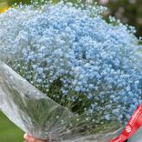 Маленькое фото 2: Букет из 19 голубых гипсофил в пленке