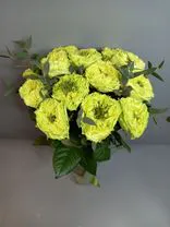 Фото флориста 1: 17 пионовидных зеленых роз 50 см, Голландия