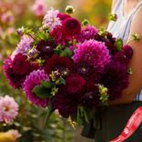 Маленькое фото 1: Георгин Пинк Микс (Pink Mix)