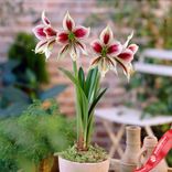 Маленькое фото 2: Амариллис Эксотик Стар (Exotic Star)
