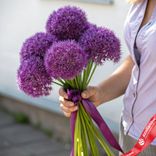 Маленькое фото 1: Букет из 5 аллиумов, с лентой