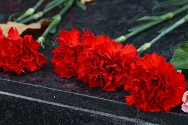 красные гвоздики