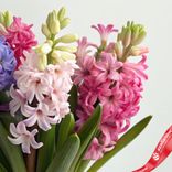 Маленькое фото 3: Букет из 7 гиацинтов с лентой