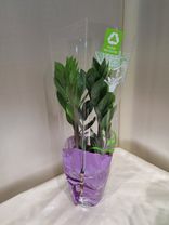 Фото флориста 1: Замиокулькас замиелистный ZZ