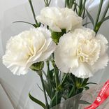Маленькое фото 3: Букет из 3 белых гвоздик в пленке, Диантус, Голландия