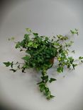 Фото флориста 1: Английский ледниковый плющ