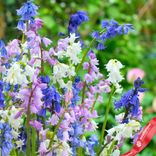 Маленькое фото 2: Гиацинт Вуд Микс (Wood Hyacinth Mix)