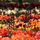 Маленькое фото 3: Рябчик персидский (Fritillaria Persica)