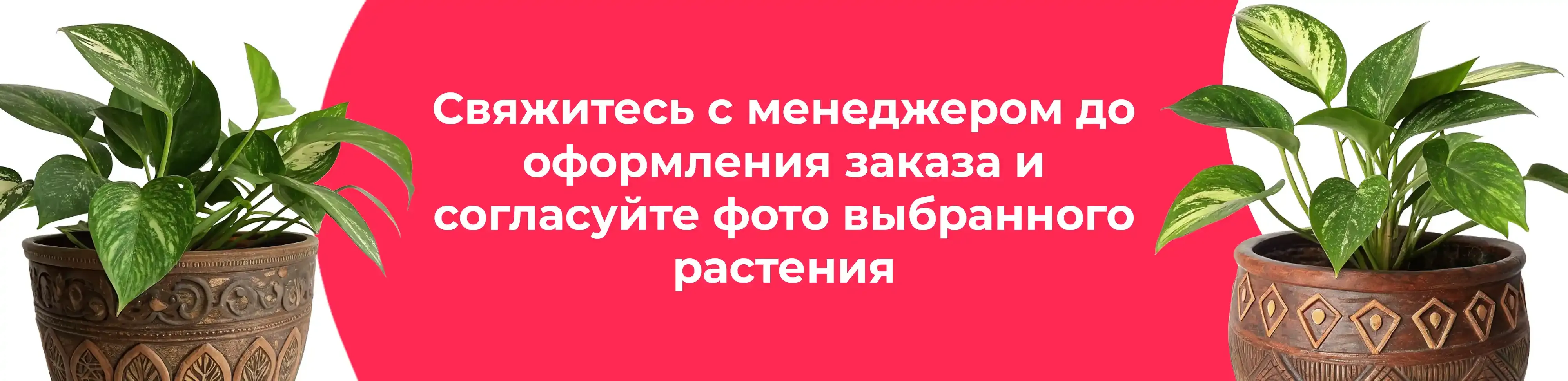 Баннер для рубрики: Сциндапсусы