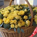 Маленькое фото 2: Букет из 155 желтых пионов с эвкалиптом в корзине, Голландия