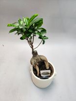 Фото флориста 1: Фикус Гинсенг бонсай
