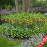 Маленькое фото 2: Рябчик Оранж (Fritillaria Orange)