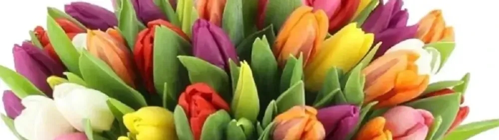 Тюльпаны 40 штук тюльпаны 40