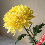 Маленькое фото 2: 1 желтая одноголовая хризантема