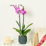 Маленькое фото 1: Орхидея темно-розовая