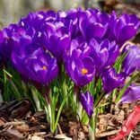 Маленькое фото 1: Крокус Лардж Флауринг Ремембренс (Large Flowering Remembrance)
