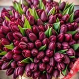 Маленькое фото 2: Букет из 500 бордовых тюльпанов, Россия