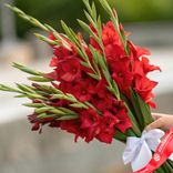 Маленькое фото 2: Букет из 15 красных гладиолусов с белой лентой