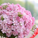 Маленькое фото 3: Букет из 45 розовых флоксов с розовой лентой