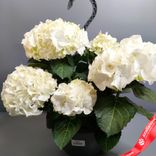 Маленькое фото 2: Гидрангея «Микс» подвесная, D27/40 см