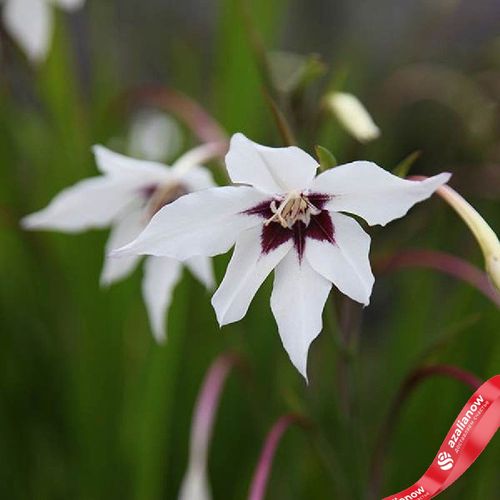 Фото 4: Гладиолус Ацидантера Пикок Орхид (Peacock Orchid)