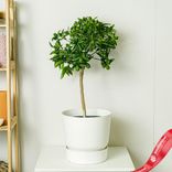 Маленькое фото 1: Кумкват гигант