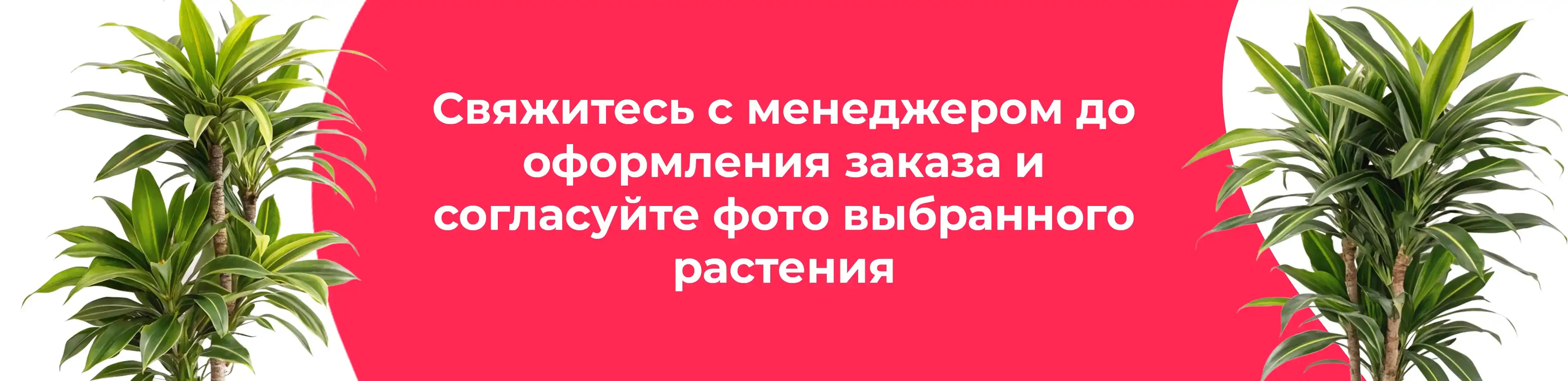 Баннер для рубрики: Драцены фрагранс