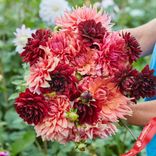Маленькое фото 2: Георгин Антик Блаш Микс (Antique Blush Mix)