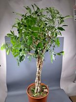 Фото флориста 1: Зонтичное дерево (растение Шеффлера)
