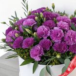 Маленькое фото 2: Букет из 35 фиолетовых гвоздик с зеленью в белой коробке