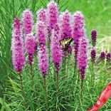 Маленькое фото 3: Лиатрис колосковый Блэйзинг Стар синий (Blazing Star Blue, луковичные растения для сада)