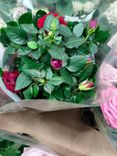 Фото флориста 2: Роза Патио Джувел розовая
