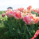 Маленькое фото 3: Луковицы тюльпанов «Эприкот Пэррот»