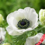Маленькое фото 3: Анемон Де-Кан Уайт (White)