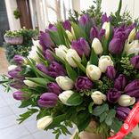 Маленькое фото 2: Букет из 60 фиолетовых и белых тюльпанов с рускусом