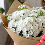 Маленькое фото 2: Букет из 35 белых флоксов в крафте